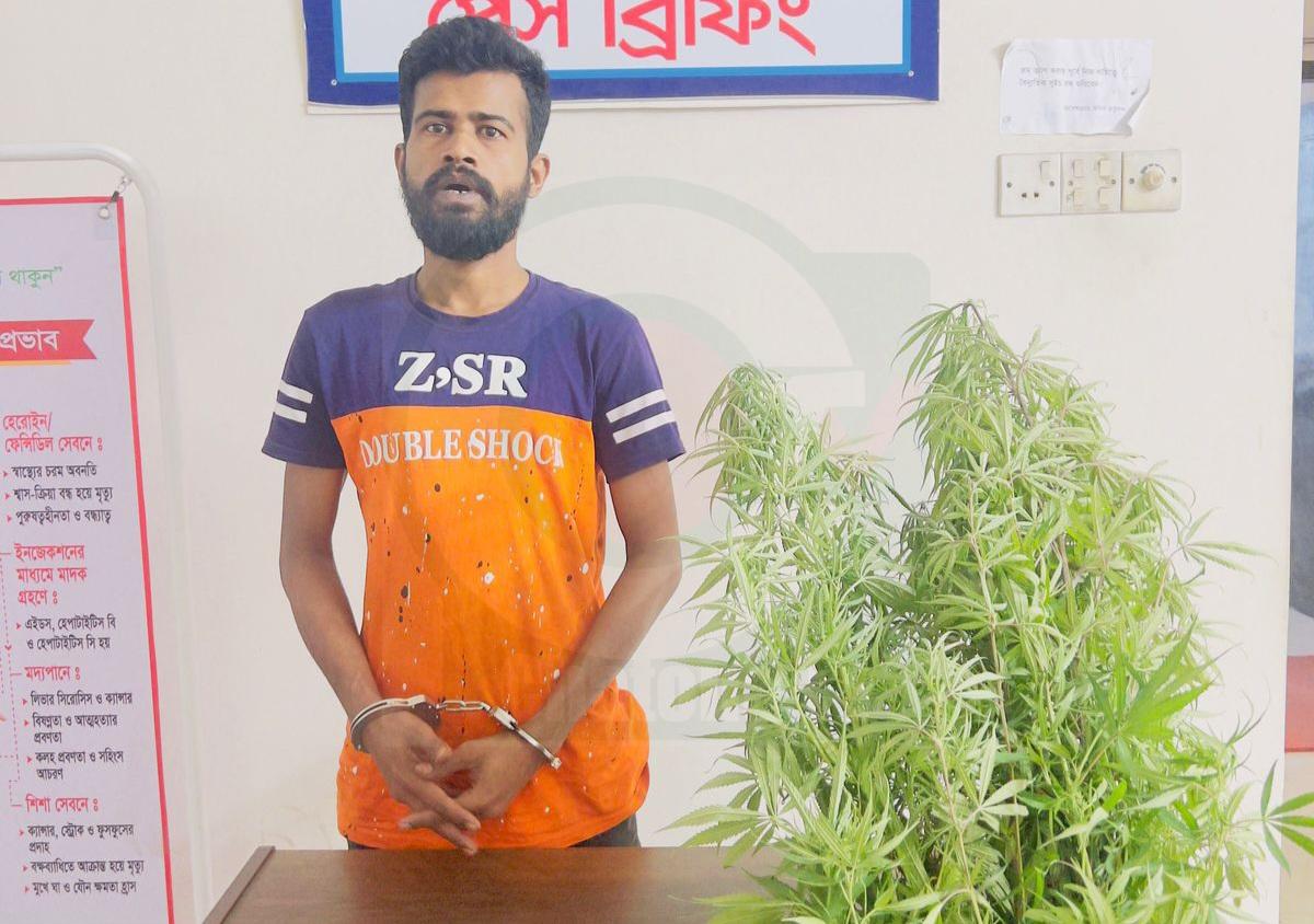 নরসিংদীতে ছাদ বাগানে গাঁজা চাষ