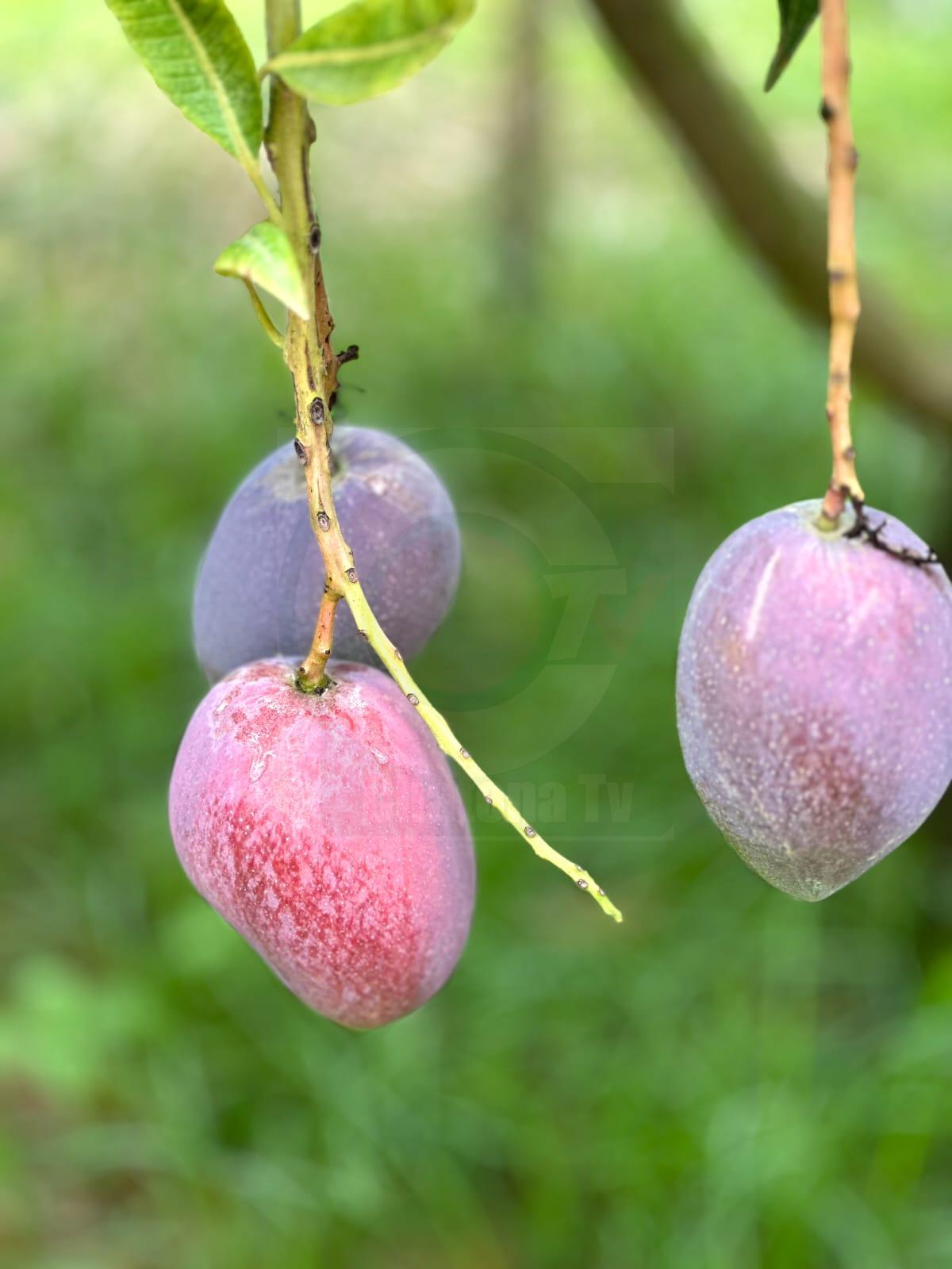 খাগড়াছড়িতে বাহারী আম